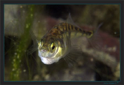 Three-spined stickleback, (Gasterosteus aculeatus) to me ... by Sven Tramaux 